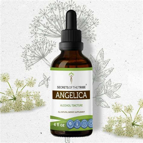 angelica archangelica root extract